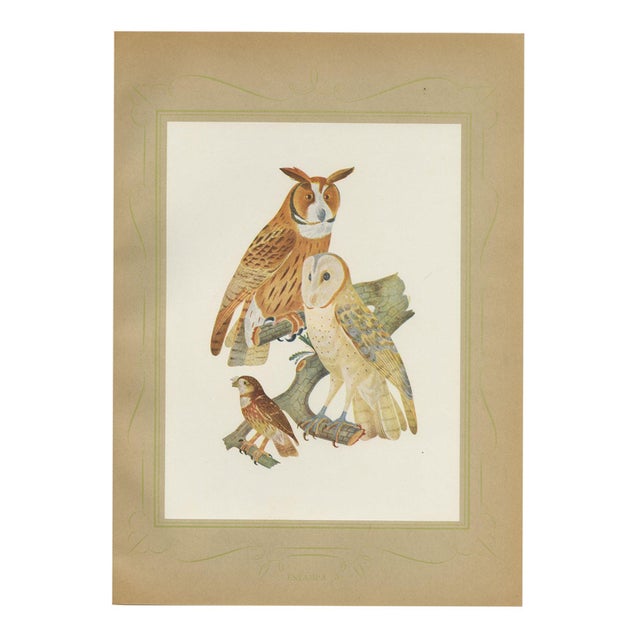 After Descourtilz, Striped Owl, Barn Owl and Pygmy Owl, 1944, Print For Sale