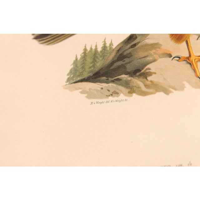 Wood Early 20th Century Swedish Framed Osprey Lithographs, C. 1920 - Set of 2 For Sale - Image 7 of 12