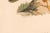 Wood Early 20th Century Swedish Framed Osprey Lithographs, C. 1920 - Set of 2 For Sale - Image 7 of 12