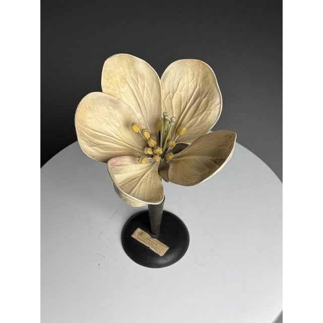 German Botanical Floral Model, 1900 For Sale - Image 11 of 18