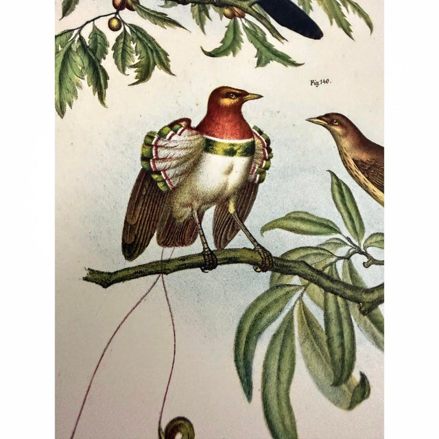 1864 Birds of Paradise Chromolithograph, Framed For Sale - Image 4 of 5