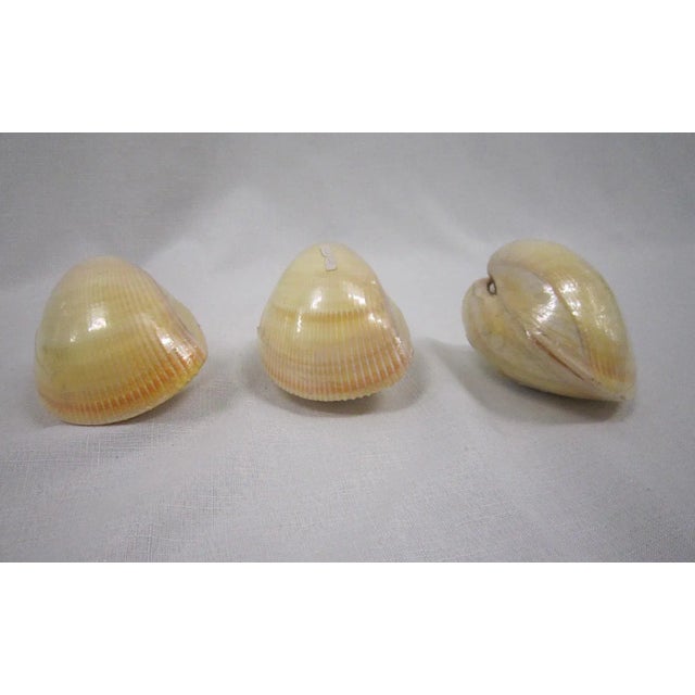 Specimen Cockle Clam Shells, S/3 For Sale - Image 6 of 6