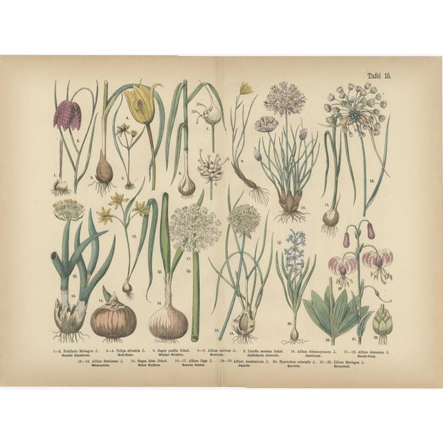 Antique german botanical atlas plates, tafel 15–16, bulb flowers, 1885 : a beautifully composed pair of original double-...