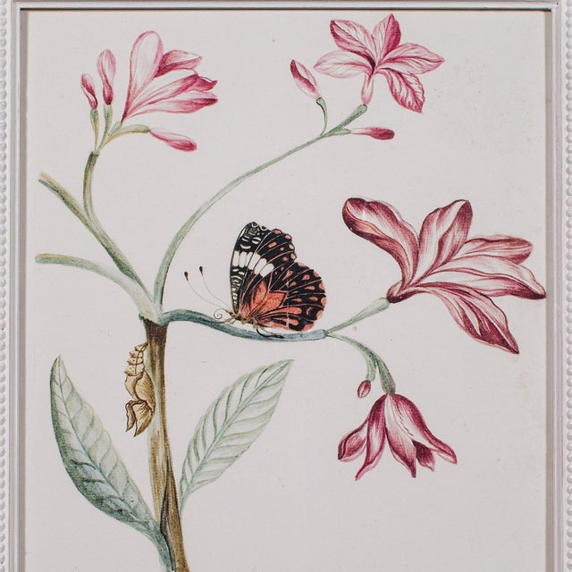 1990s 4 Vintage Botanical Pictures, Framed Print, Plant Illustrations, Natural Art For Sale - Image 5 of 12