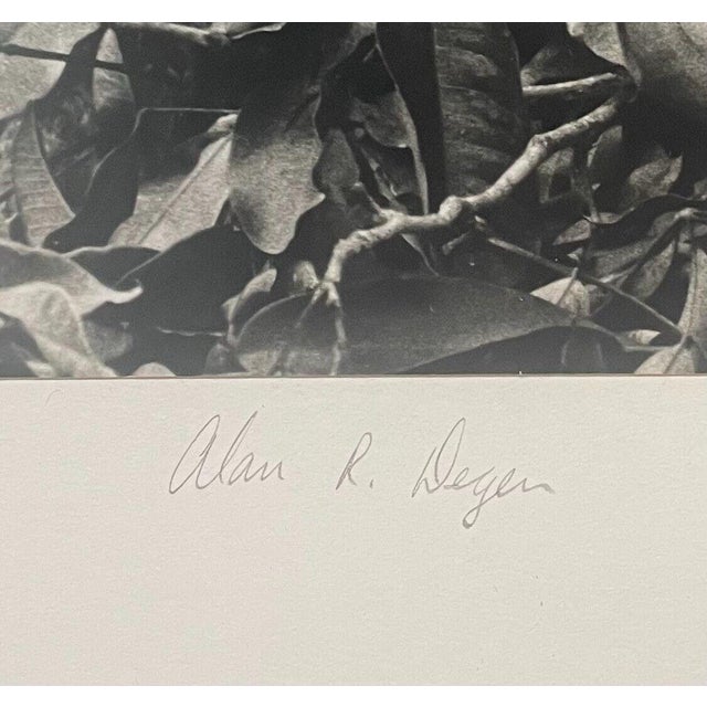 Rare 1975 'harpy Eagle Mother & Baby Fledgling' in Nest Neil Rettig Photograph For Sale - Image 9 of 12