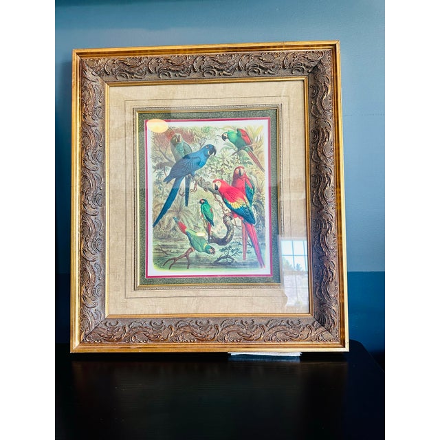 Traditional Vintage Tropical Birds III Framed Lithograph Print by Cassell For Sale - Image 3 of 7