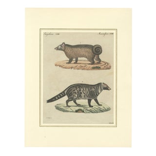 Antique Asian Civets & Kopi Luwak Natural History Engraving Bertuch, 1820 For Sale