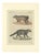 Antique Asian Civets & Kopi Luwak Natural History Engraving Bertuch, 1820 For Sale
