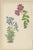 David Wooster, Victorian Triptych of Alpine Flowers from Alpine Plants, 1874, Print, Set of 3 For Sale - Image 4 of 10