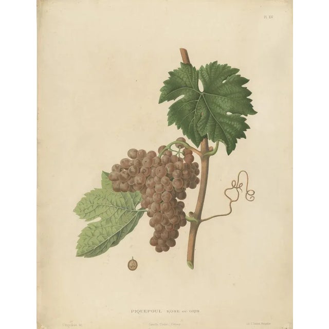 Beautiful and decorative large lithograph of the Piquepoul variety of grapes. A nice print to have on the wall for every...