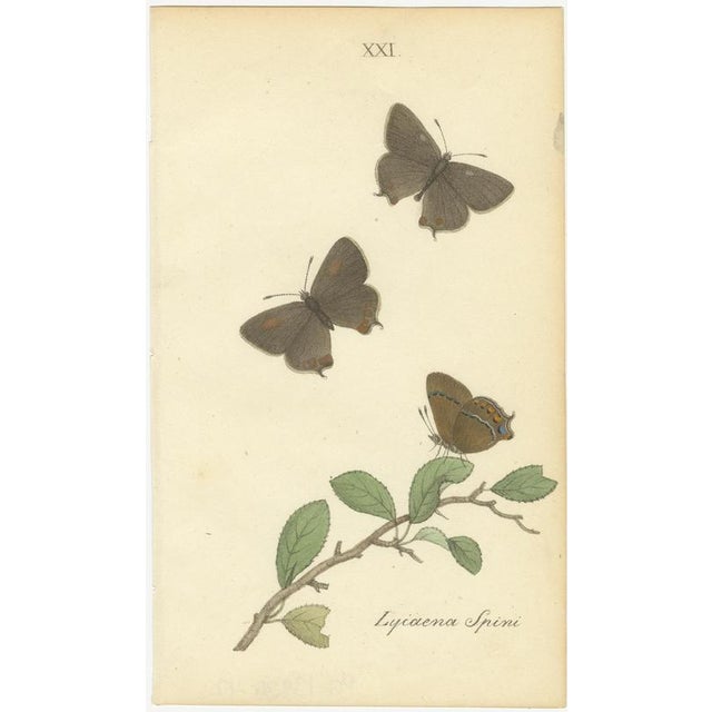 Early 19th Century William Home Lizars, Cabinet-Size Butterfly Jewel-Tone Species, 1835, Engravings, Set of 6 For Sale - Image 5 of 9