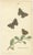 Early 19th Century William Home Lizars, Cabinet-Size Butterfly Jewel-Tone Species, 1835, Engravings, Set of 6 For Sale - Image 5 of 9