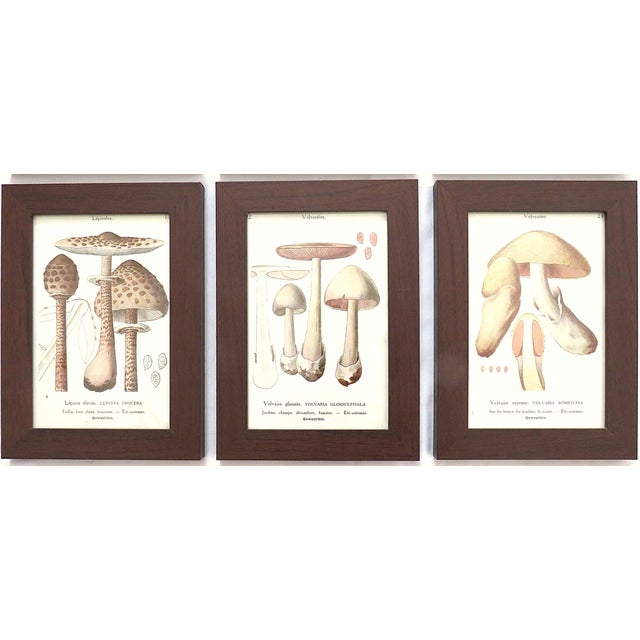 Mid-Century Modern Set of 6 French Mushroom Fungi Offset Lithograph Prints Framed C. 1946 Botanical For Sale - Image 3 of 4