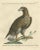 Manetti, White-Tailed Eagle, 1770, Print For Sale - Image 6 of 6
