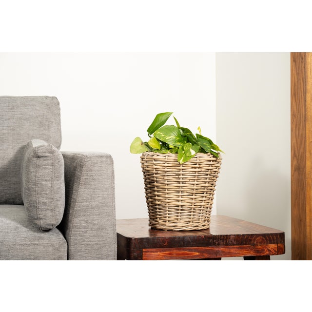 Artifacts Rattan Round Planter with Black Plastic Insert, Natural, 11" For Sale - Image 9 of 9