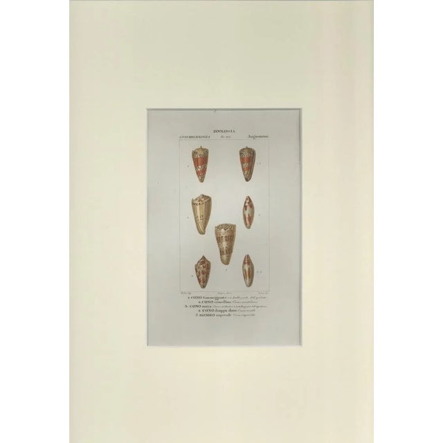 This is one of the illustrations of "Dizionario di scienze naturali" (Natural sciences dictionary) edited by Battelli nel...