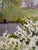 1970s Oil Painting - Flowering Fruit Trees by a River For Sale - Image 5 of 10