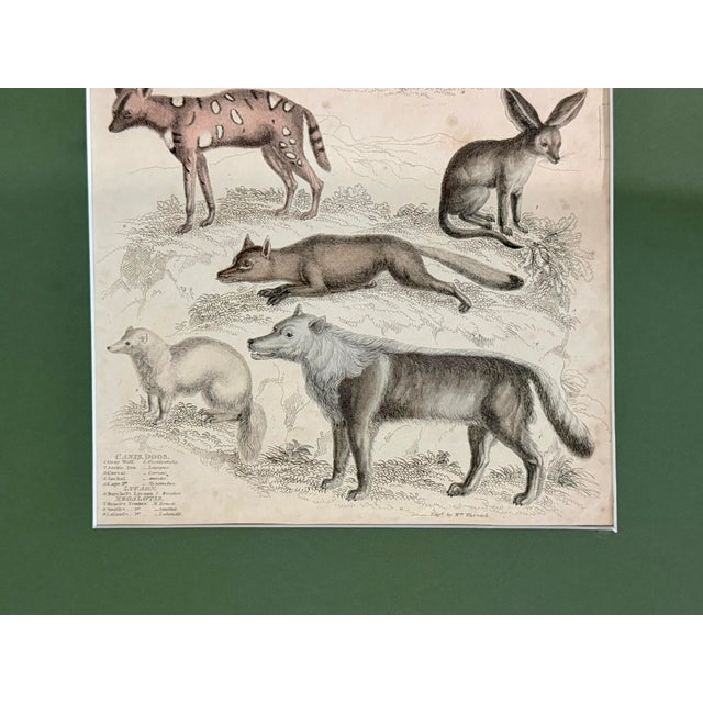 1835 Thomas Brown Hand-Colored Canid Engraving | Archivally Matted 12x16 For Sale In Columbus - Image 6 of 9