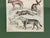 1835 Thomas Brown Hand-Colored Canid Engraving | Archivally Matted 12x16 For Sale In Columbus - Image 6 of 9