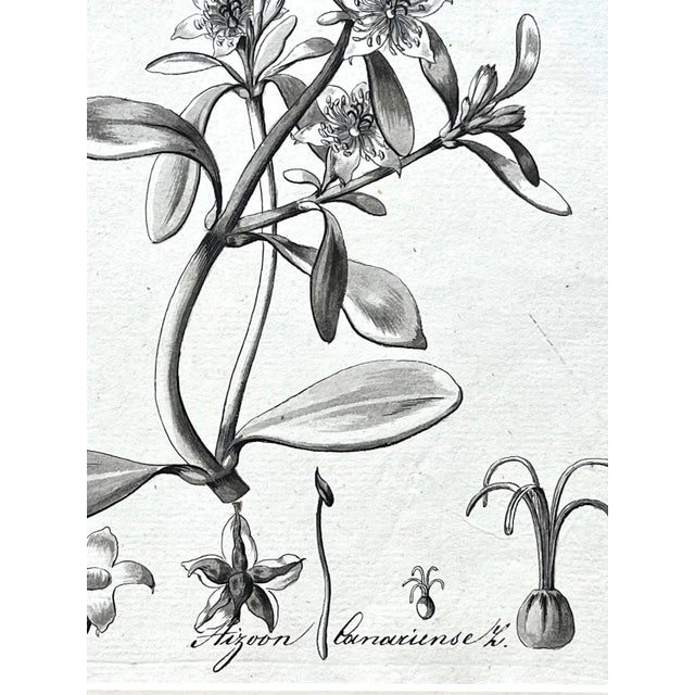 Paint Original Antique Botanical Watercolor and Ink Painting by A. G. Weiss Circa 1865 For Sale - Image 7 of 7