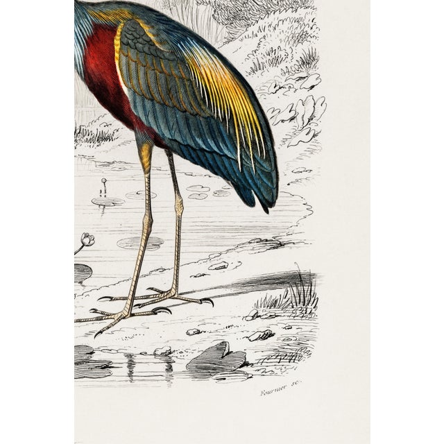 Purple Purple Heron Antique Illustration, Vintage Bird Art Print Reproduction, 24″ × 36″ For Sale - Image 8 of 9