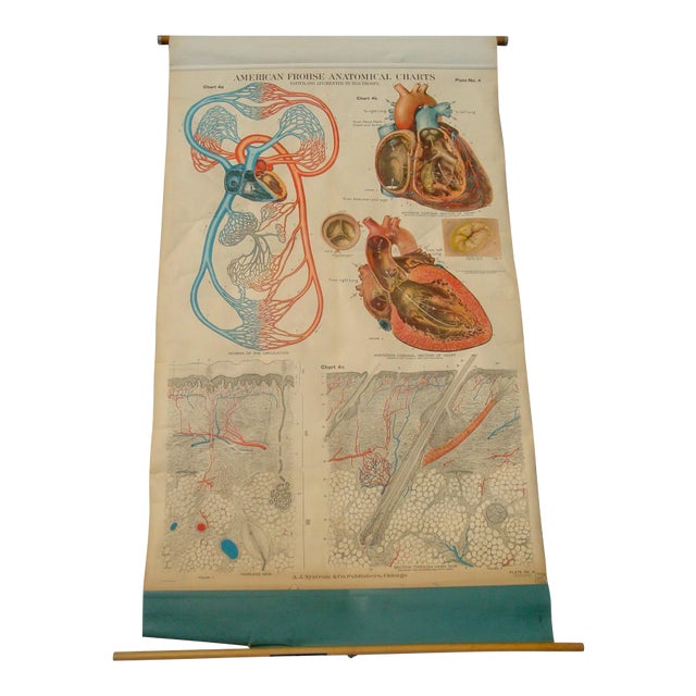 Medical School Pull Down Chart Heart & Skin Scientific Poster Illustration For Sale