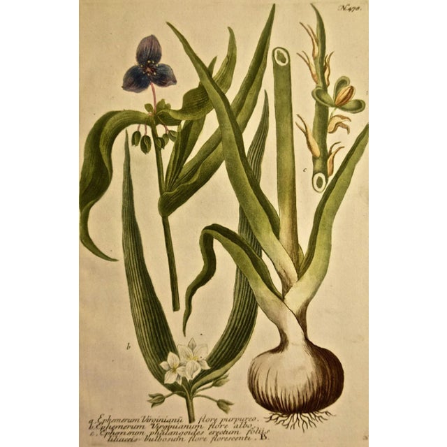 This colored botanical mezzotint and line engraving finished with hand coloring by Johann Wilhelm Weinmann (1683-1741) is...