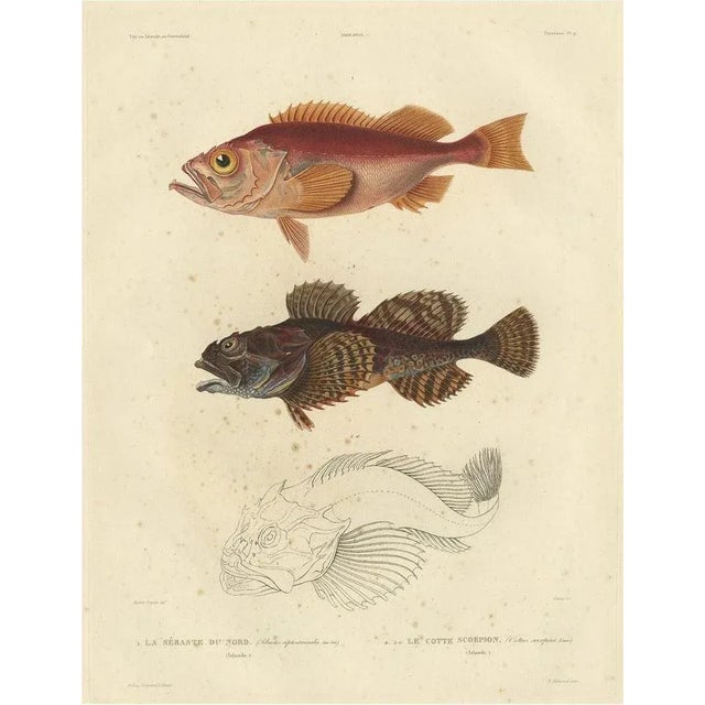 Mid 19th Century Norway Redfish Sebastes Viviparus and the Sculpin, 1842, Paper For Sale - Image 5 of 5