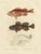 Mid 19th Century Norway Redfish Sebastes Viviparus and the Sculpin, 1842, Paper For Sale - Image 5 of 5