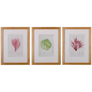 Bradbury Seaweed Prints in Hand-Crafted Frames - Set of 3