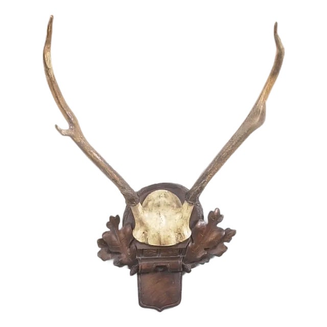 Deer Antlers, Small For Sale