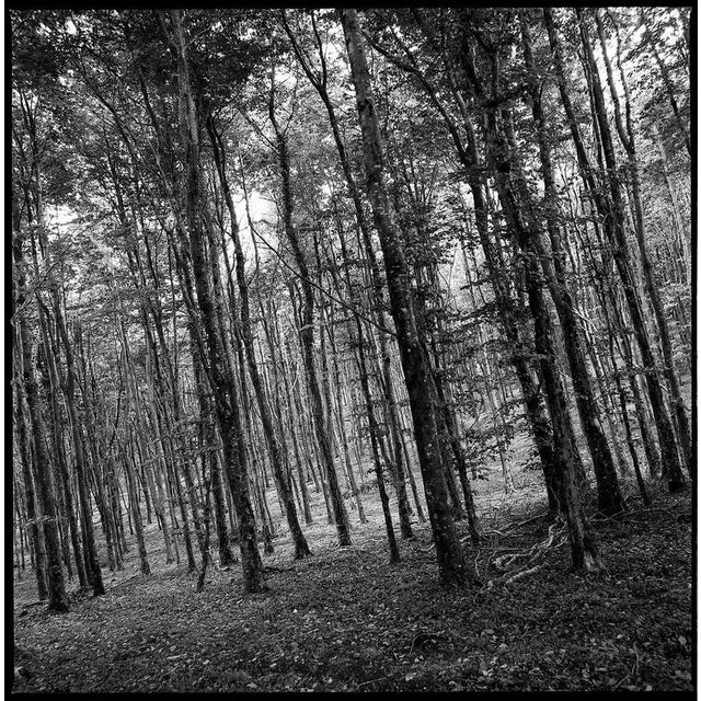Not Yet Made - Made To Order Paul Cooklin, Woodland, Kennick, North Devon, Edition of 50 For Sale - Image 5 of 5