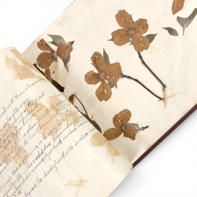 Maroon c.1900 Herbarium Album With 26 Specimens, Hand-Drawn Studies & Calligraphic Manuscript For Sale - Image 8 of 12