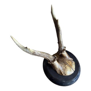 Roe Deer Trophy 127 Black Foret Antlers For Sale