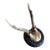 Roe Deer Trophy 127 Black Foret Antlers For Sale
