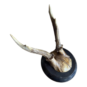 Roe Deer Trophy 127 Black Foret Antlers