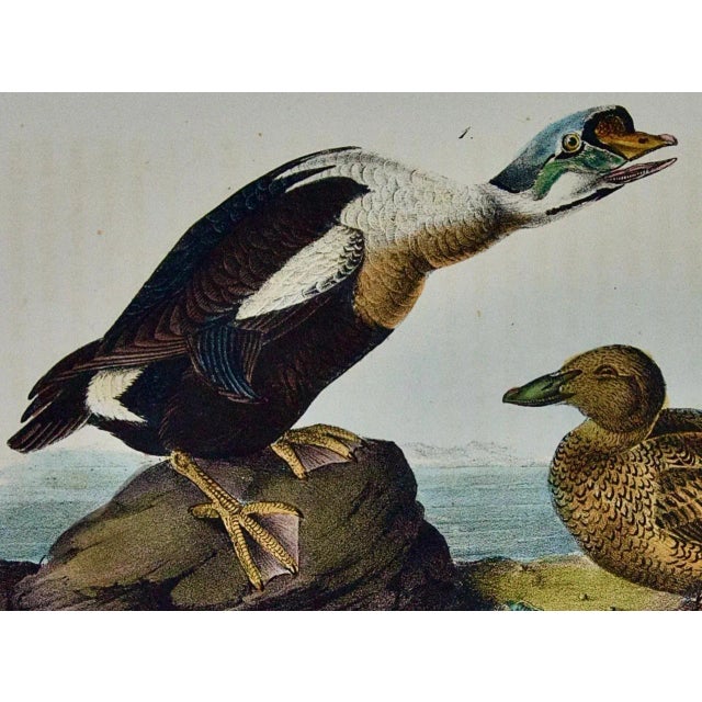 Audubon "King Duck": An Original First Octavo Edition Audubon Hand-Colored Lithograph, 1840 For Sale - Image 4 of 5