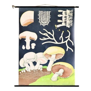 Wall Chart of the Mushroom by Jung-Koch-Quentell, 1950s For Sale