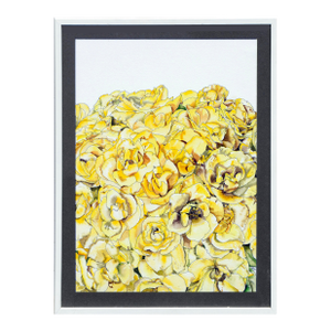 Yellow Roses - Botanical Study by Deborah Eddy