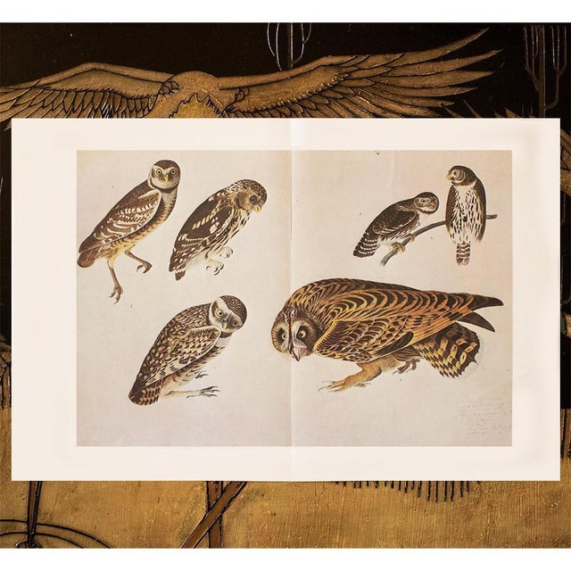 Coffee 1966 XL Cottage Print of Owls After John J. Audubon For Sale - Image 8 of 9
