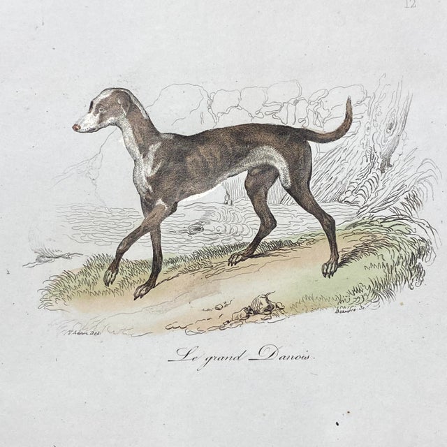 French French Antique 18th Century "Le Grand Danois" Dog Engraving Hand Colored Signed Artwork For Sale - Image 3 of 12