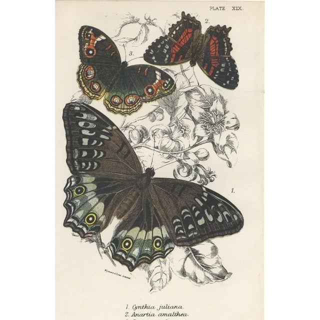1896-97 Set of 2 Antique Butterfly Botanical Chromolithographs For Sale - Image 4 of 4