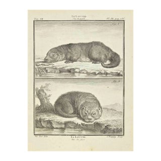 Jean Charles Baquoy, La Loutre, Etching, 1771 For Sale