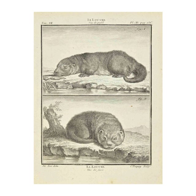 Jean Charles Baquoy, La Loutre, Etching, 1771 For Sale