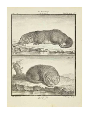 Jean Charles Baquoy, La Loutre, Etching, 1771