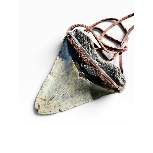 Roie Jaque Navajo Sterling Silver Turquoise Megalodon Tooth Pendant Necklace For Sale - Image 17 of 18