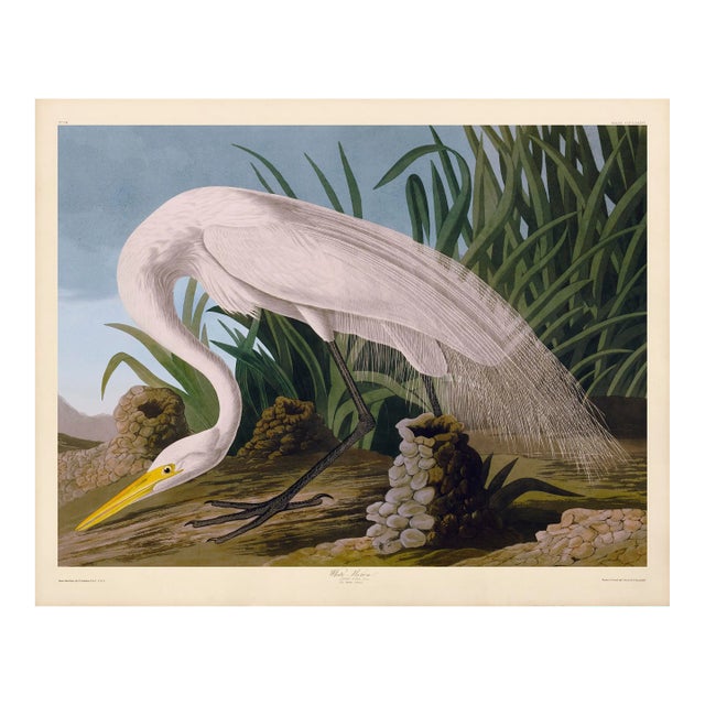 Audubon White Heron Giclee Print 32 X 40 For Sale