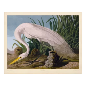 Audubon White Heron Giclee Print 32 X 40