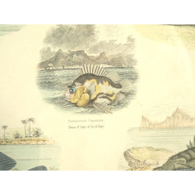 Mid 19th Century Framed Fish Print Antique "Leaves From the Book of Nature" Leaf No. 3 Pub Dublin 1850 For Sale - Image 5 of 8