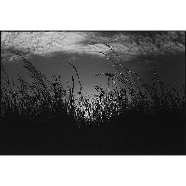 Not Yet Made - Made To Order Paul Cooklin, Wild Grasses, Edition of 50 For Sale - Image 5 of 5